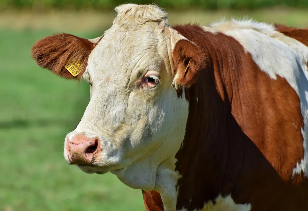 Blauzungenkrankheit auf dem Vormarsch: Tierhalter müssen Verdachtsfälle melden