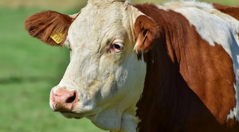 Blauzungenkrankheit auf dem Vormarsch: Tierhalter müssen Verdachtsfälle melden