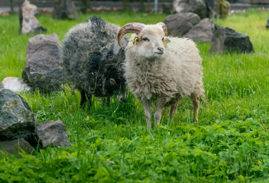 Mit Fell und Federn durch die Ferien – Herbstferien-Programm im Tierpark Gotha