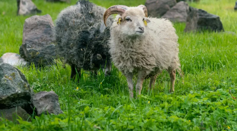 Mit Fell und Federn durch die Ferien – Herbstferien-Programm im Tierpark Gotha