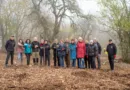 Stiftungsmitarbeiter und Stiftungsmitarbeiterinnen pflanzen Friedenstein-Bäume