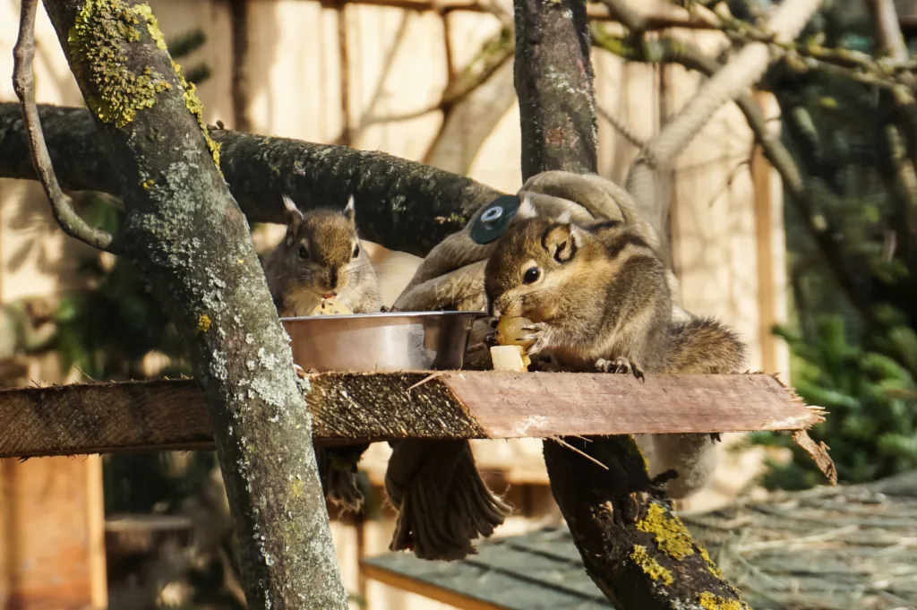 Die Baumstreifenhörnchen im Tierpark Gotha haben ihr neues Zuhause bezogen