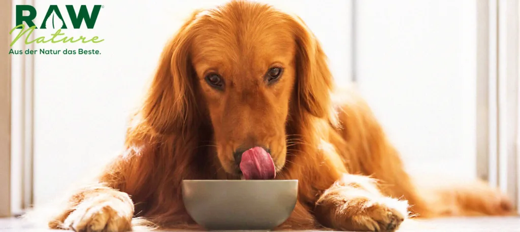 Wo Hundebesitzer Trockenfutter mit Hühnerfleisch kaufen sollten