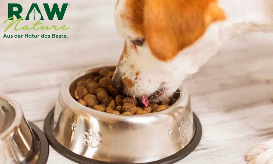 Wo Hundebesitzer Trockenfutter mit Hühnerfleisch kaufen sollten