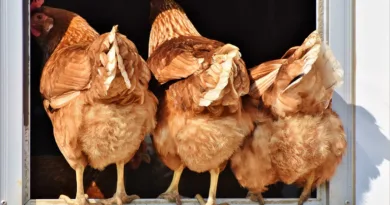 Aufstallungspflicht für Geflügel aufgehoben Aufstallungspflicht für Geflügel aufgehoben