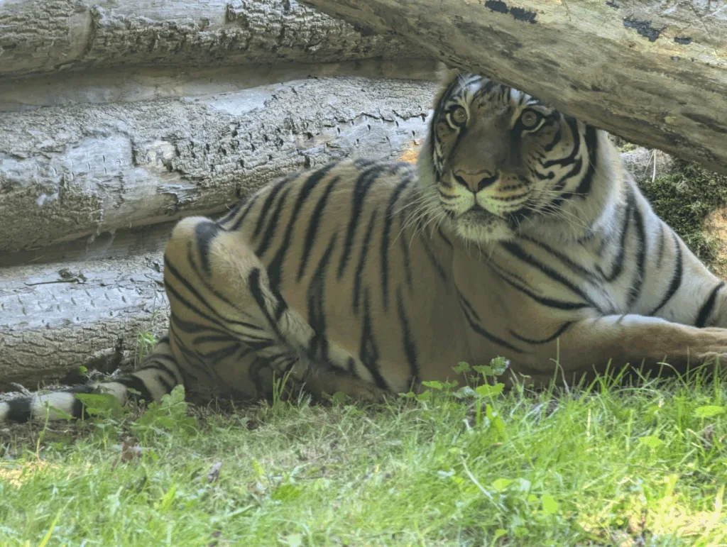 Herzlich willkommen, Indira!: Der Tierpark Gotha begrüßt seine neue Bengal-Hybrid-Tigerin