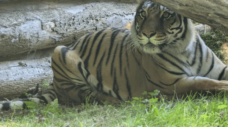 Herzlich willkommen, Indira!: Der Tierpark Gotha begrüßt seine neue Bengal-Hybrid-Tigerin