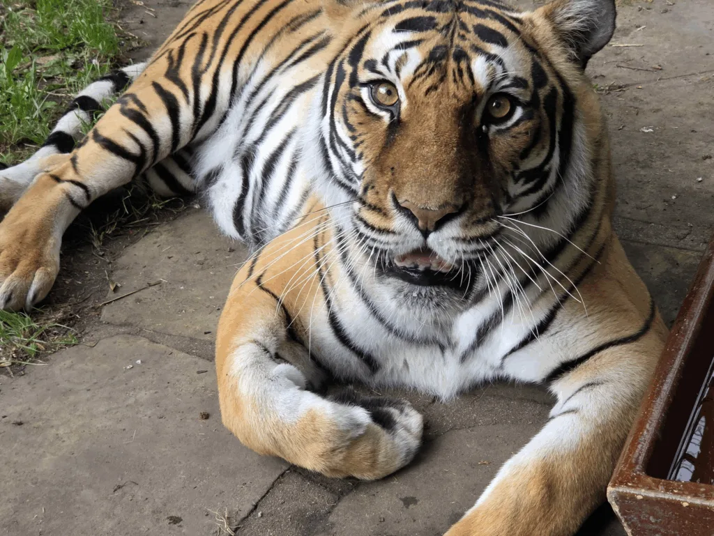 Tigerin Indira wird 15 – Ein Geburtstag mit Symbolkraft
