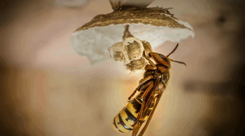 Richtiger Umgang mit Hornissen: Wichtige Mitbewohner mit schlechtem Ruf