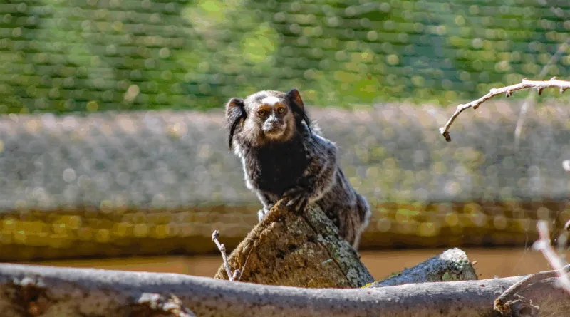 Seltene Schwarzbüscheläffchen und Pakas teilen sich ein liebevoll gestaltetes Gehege im frisch renovierten Tierpark-Bereich.