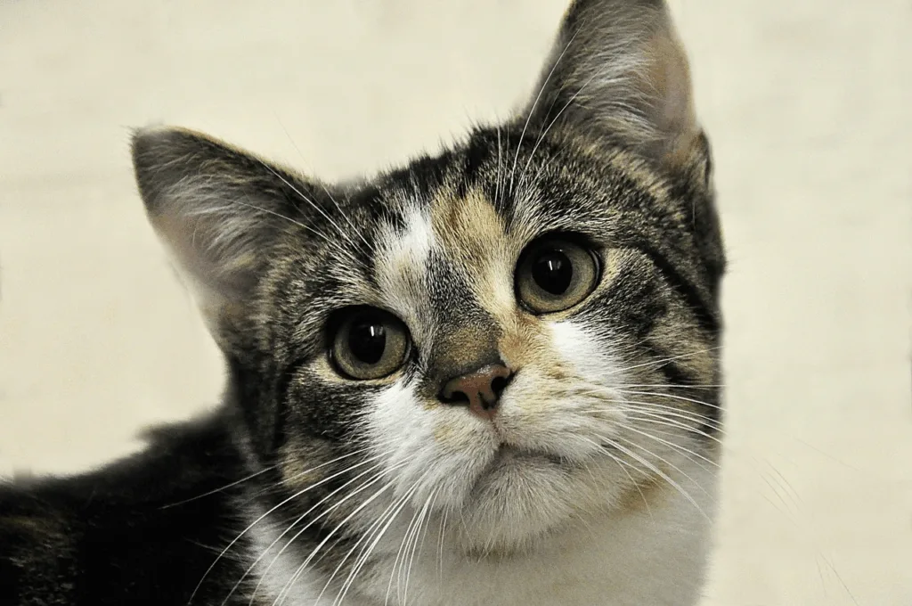 Sozialministerin Katharina Schenk verleiht Thüringer Tierschutzpreis 2025