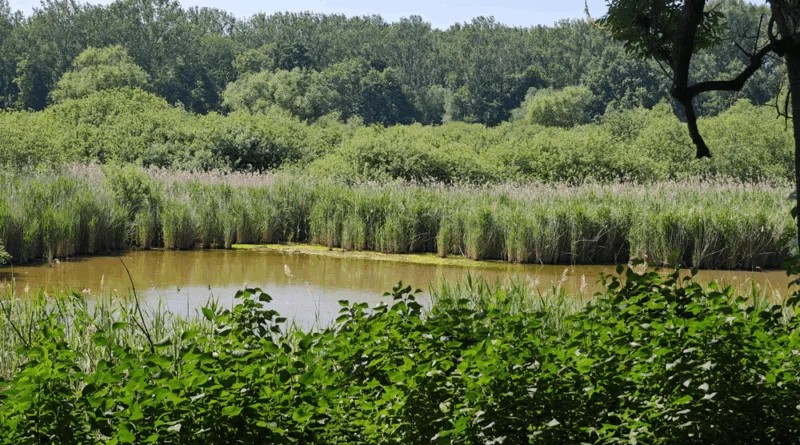 Ausgleichs- und Ersatzmaßnahmen für das Gewerbegebiet „GothA4“ beginnen