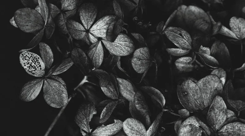 Den letzten Weg selbst gestalten?