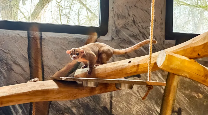 Seltene Wickelbären im Tierpark Gotha eingezogen – Drei nachtaktive Kletterkünstler Seltene Wickelbären im Tierpark Gotha eingezogen – Drei nachtaktive Kletterkünstler