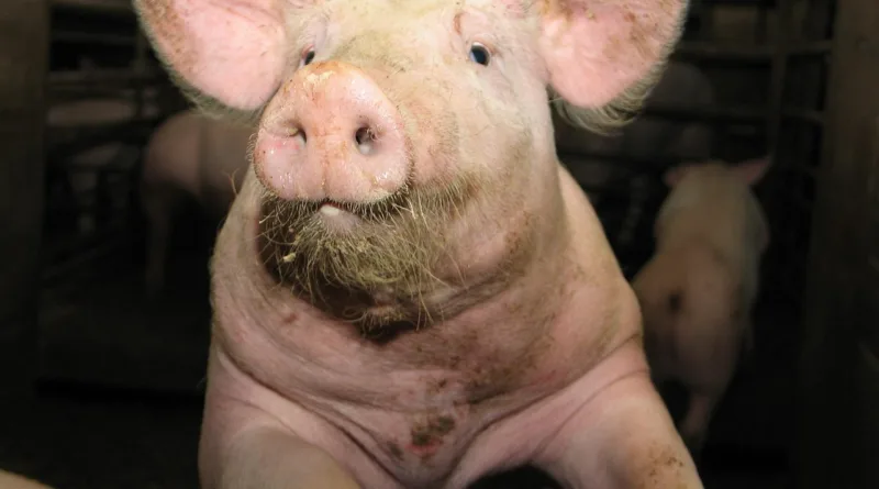 A9: Viehtransporter mit 750 Ferkeln gestoppt – Tiere ohne Wasserversorgung