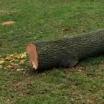 Gotha: Baumfällungen zur Gefahrenabwehr im Stadtwald auf dem Seeberg und südlich der Eisenacher Straße