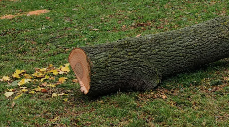 Gotha: Baumfällungen zur Gefahrenabwehr im Stadtwald auf dem Seeberg und südlich der Eisenacher Straße