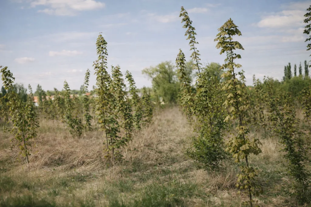 Gotha: Wiederaufforstung auf dem Boxberg abgeschlossen