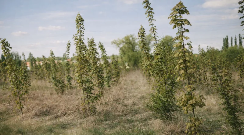 Gotha: Wiederaufforstung auf dem Boxberg abgeschlossen