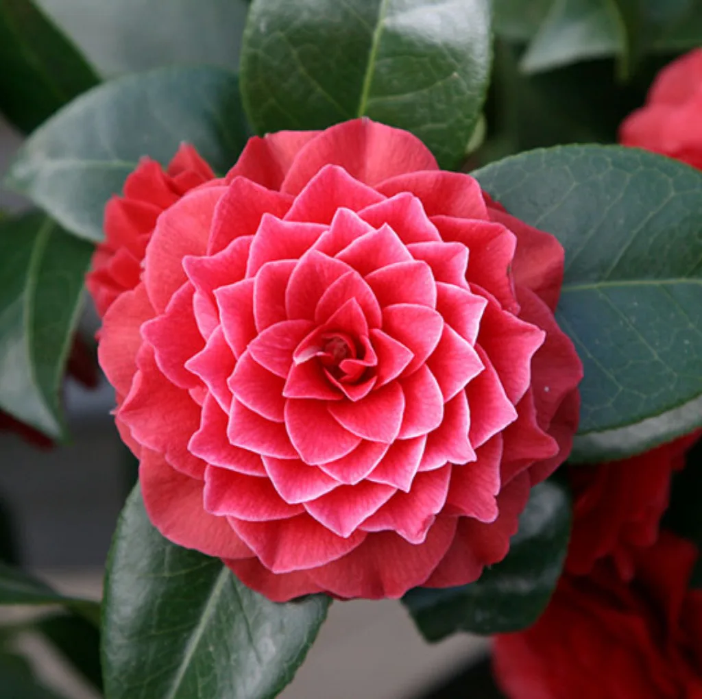 Exotische Blütenpracht in Gotha