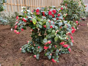 Sonderführungen im Kamelienhaus Gotha