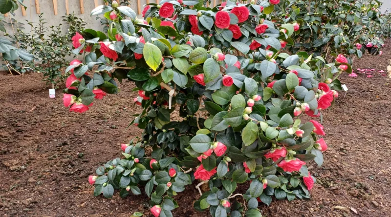 Sonderführungen im Kamelienhaus Gotha