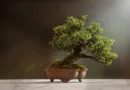 Bonsai-Kunst im historischen Henningshof: Wenn kleine Bäume große Geschichten erzählen
