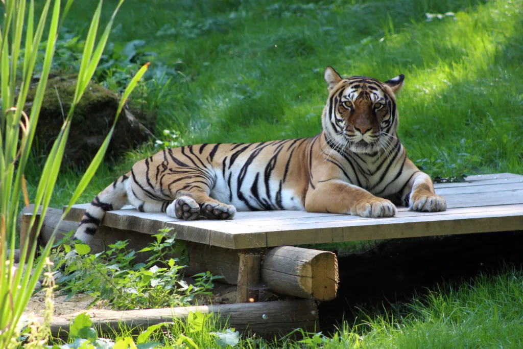 Tierpark Gotha trauert um Tigerin Indira