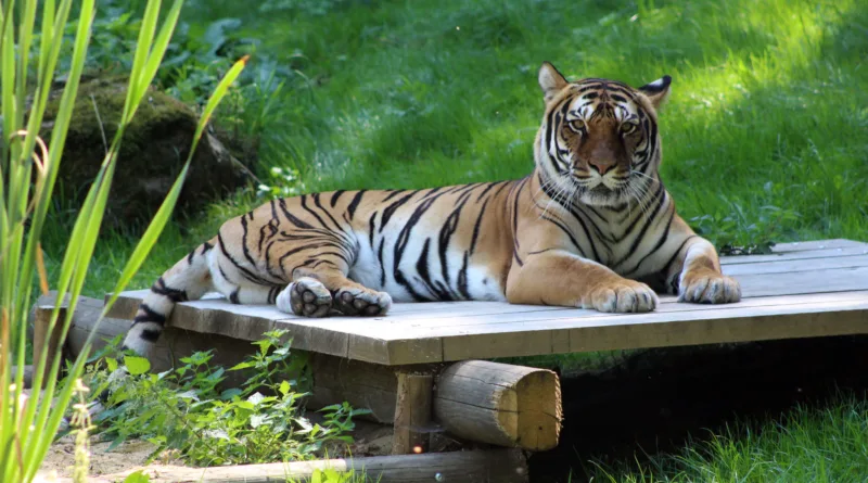 Tierpark Gotha trauert um Tigerin Indira