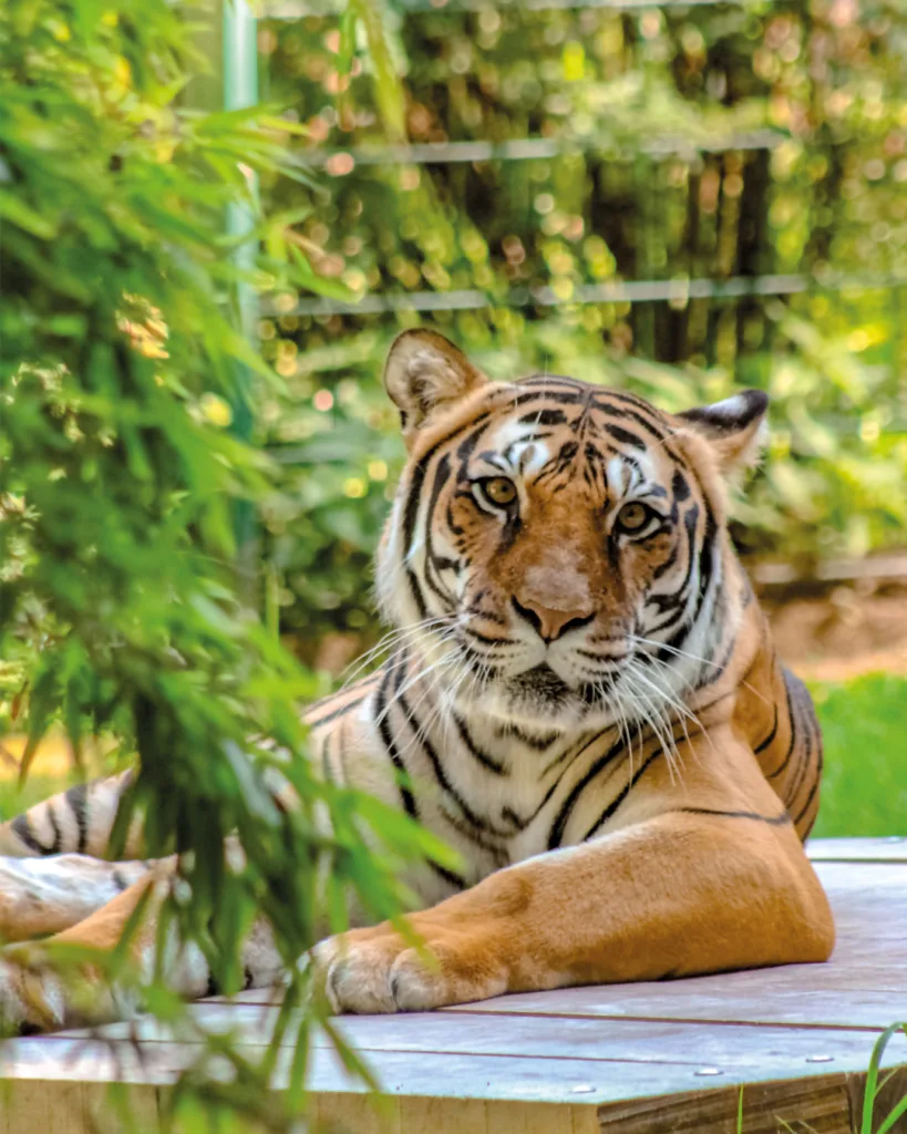 Tierpark Gotha trauert um Tigerin Indira