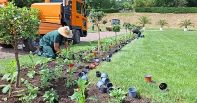 Gotha: Sommerblumen in der Herzoglichen Orangerie