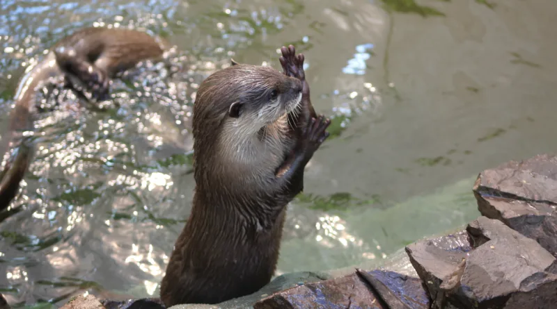 Gotha: Erneuter Nachwuchs bei den Zwergottern im Tierpark