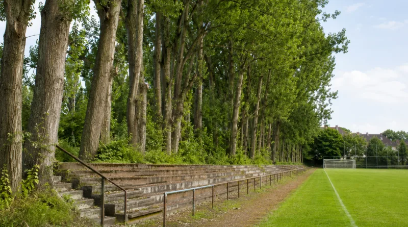 Gotha: Tribünenrückbau und Baumfällungen am Westring-Sportplatz Gotha: Tribünenrückbau und Baumfällungen am Westring-Sportplatz