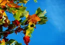 Drei Gleichen: Herbstausstellung „Herbstgefühle“ im Henningshof geöffnet
