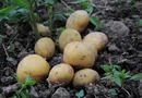 Friemar: Sortenschaufeld zeigt 42 Kartoffelsorten Friemar: Sortenschaufeld zeigt 42 Kartoffelsorten