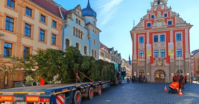 Gotha: 20 Meter hohe Weihnachtsbäume kommen auf den Hauptmarkt Gotha: 20 Meter hohe Weihnachtsbäume kommen auf den Hauptmarkt