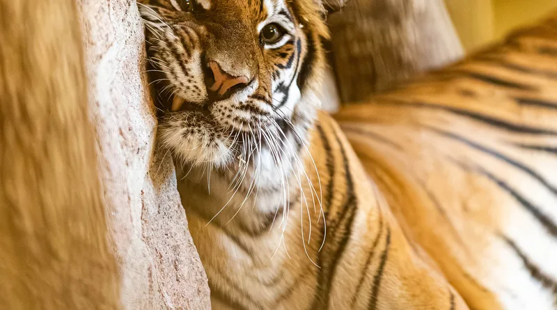 Gotha: Drei Tiger im Tierpark haben ein neues Zuhause Gotha: Drei Tiger im Tierpark haben ein neues Zuhause