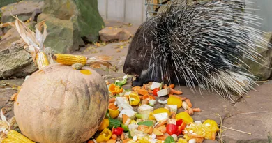 Herbstferien im Tierpark Gotha