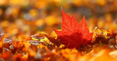 Herbstlaub in Gotha: Wer muss es entsorgen und wohin damit? Herbstlaub in Gotha: Wer muss es entsorgen und wohin damit?
